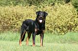 BEAUCERON 923